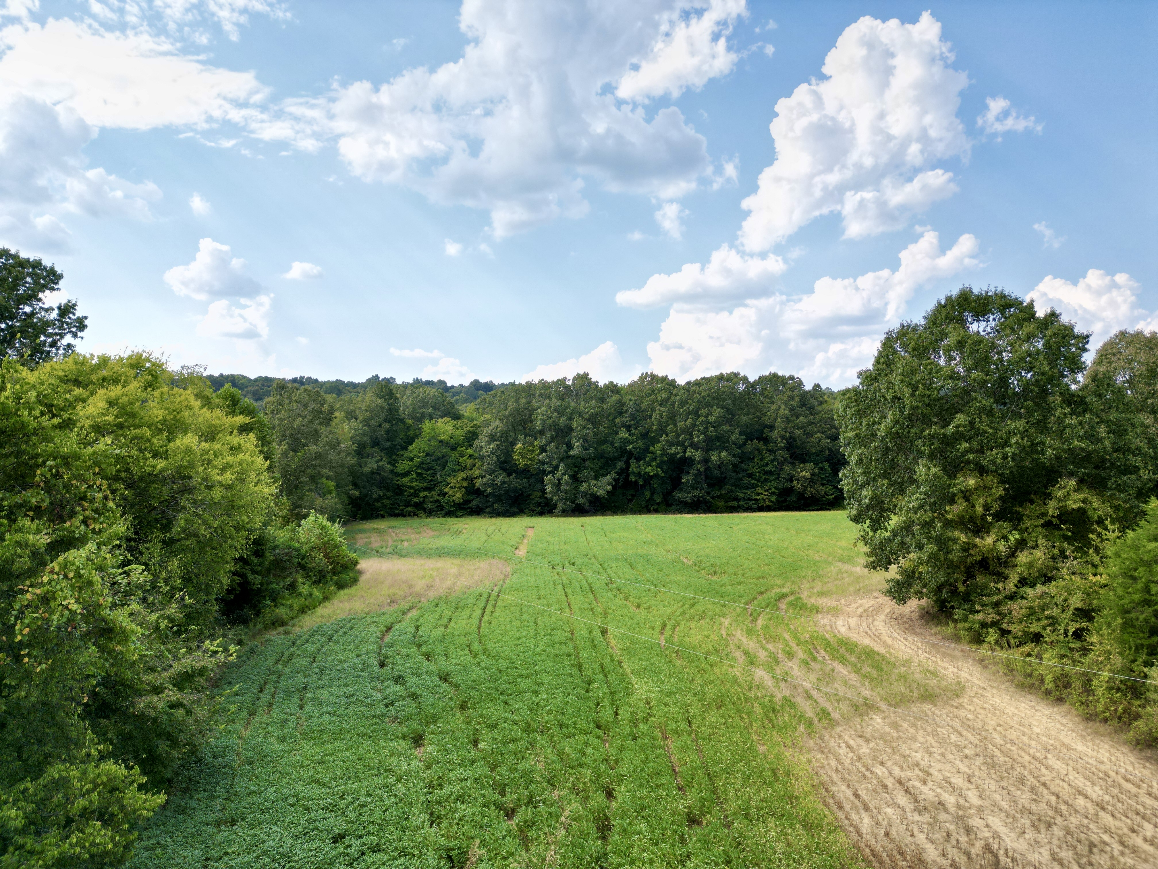 109 +/- Acres of Prime Hunting Land in Dunmor, KY photo 3