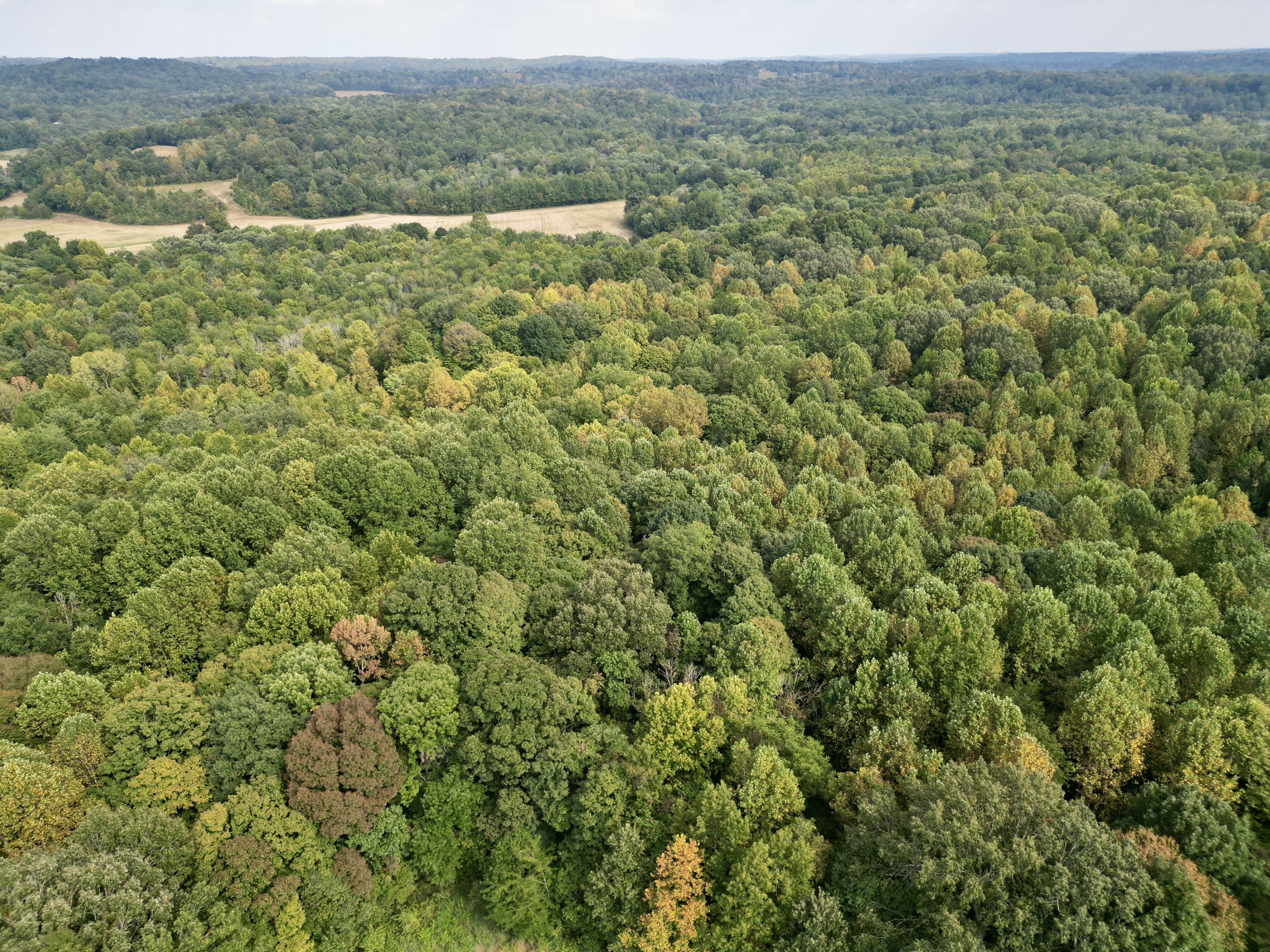 109 +/- Acres of Prime Hunting Land in Dunmor, KY photo 6