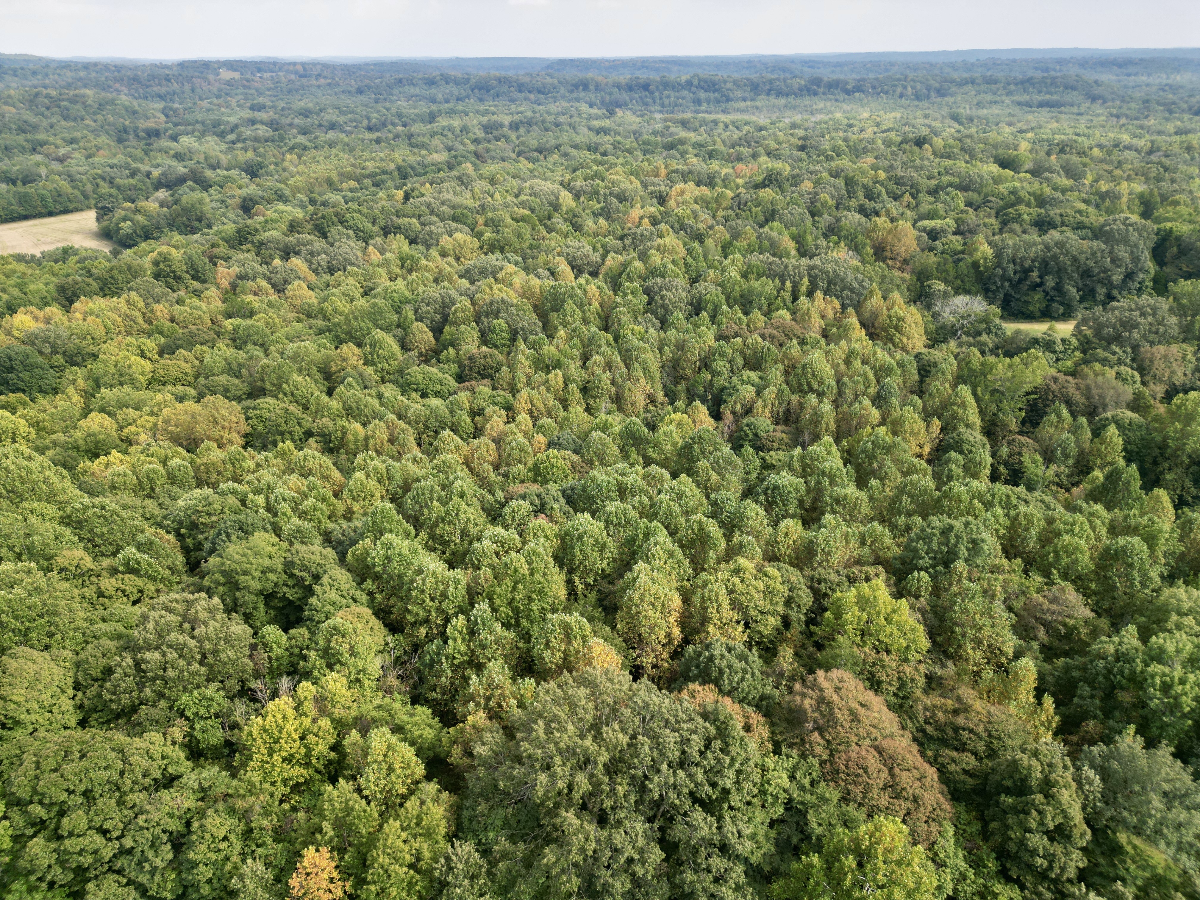 109 +/- Acres of Prime Hunting Land in Dunmor, KY photo 7