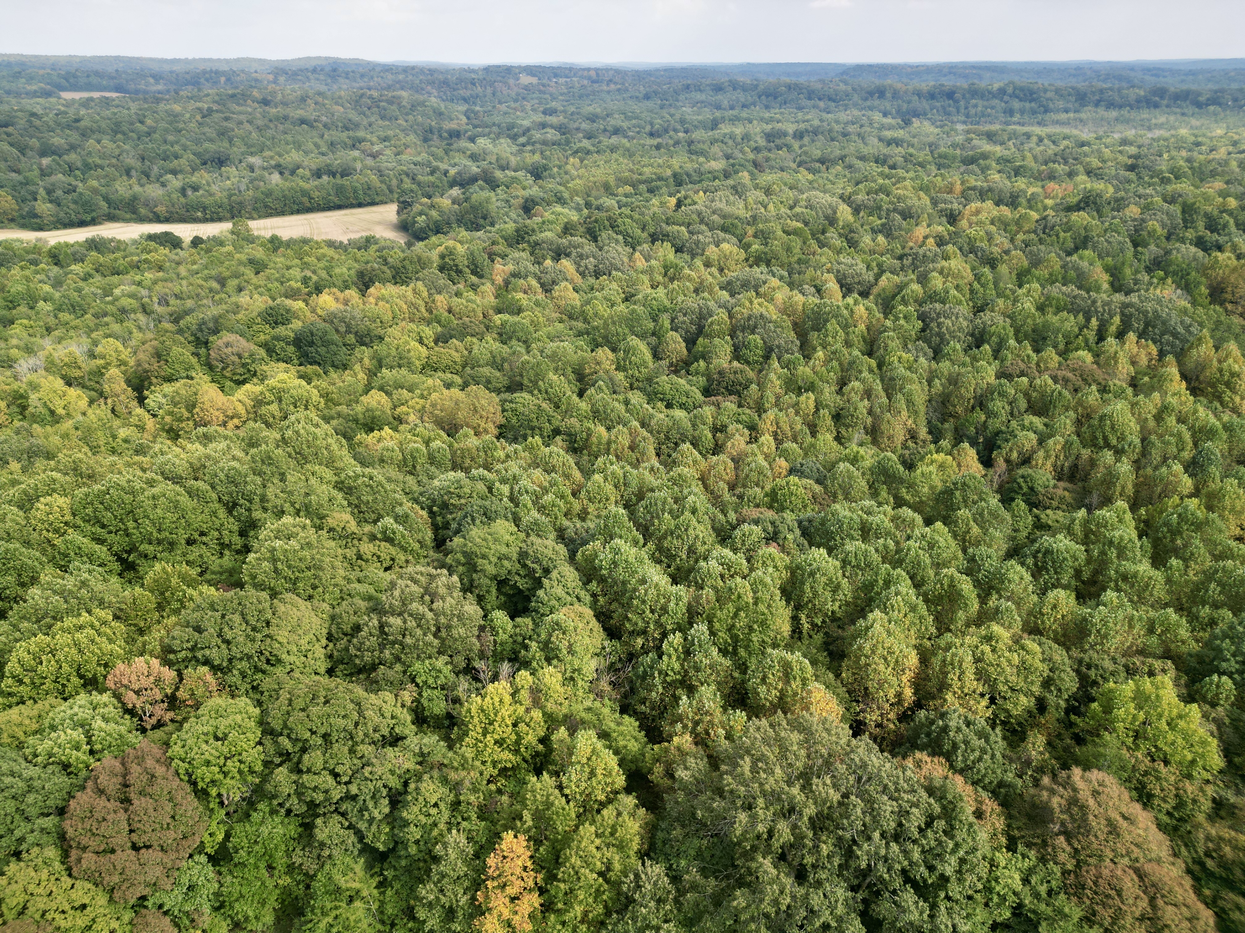 109 +/- Acres of Prime Hunting Land in Dunmor, KY photo 8
